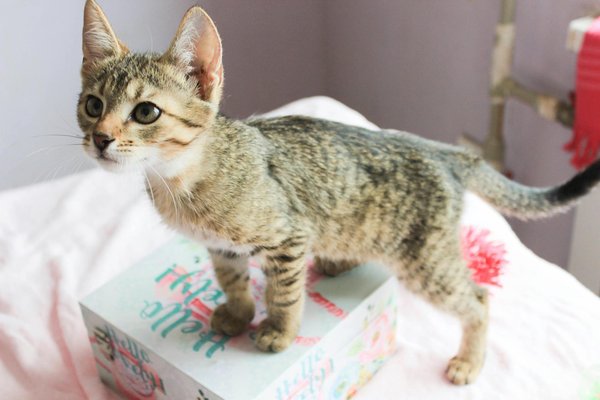 Comment voyager avec votre rongeur domestique ?