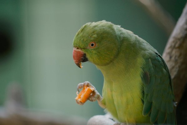 Idées de repas maison pour votre chiot