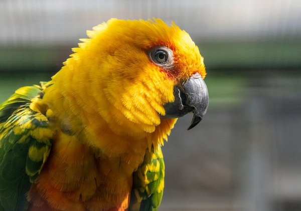 Guide d'achat des harnais husky : modèles incontournables et conseils