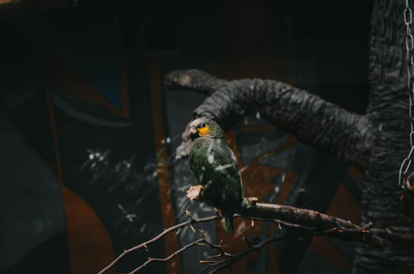 Top produits pour des oreilles de chien saines et sans souci