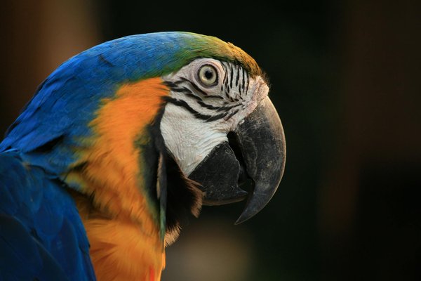 Le guide ultime pour choisir un arbre à chat couleur noir