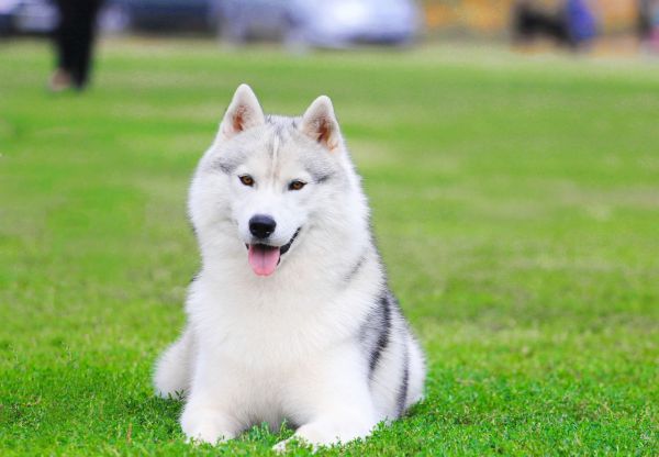 Guide d'achat des harnais husky : modèles incontournables et conseils