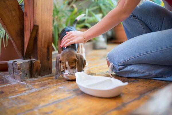 Idées de repas maison pour votre chiot