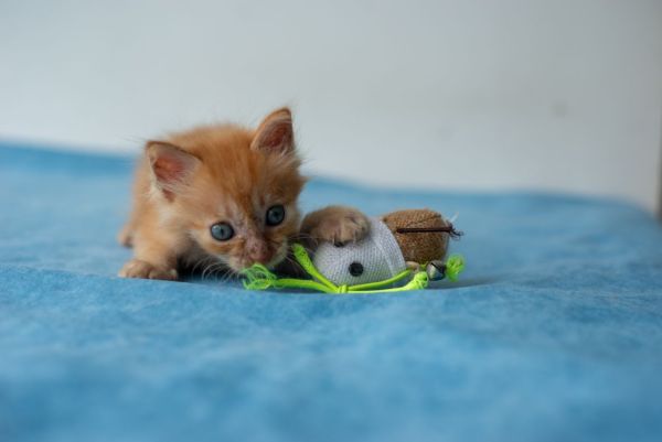 Les meilleurs jouets pour chatons et comment les choisir