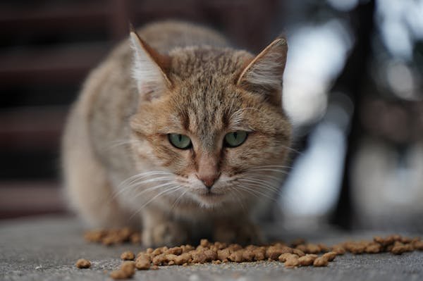 Croquettes pour chat stérilisé : guide pour une meilleure santé